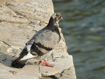 Close-up of pigeon perching on rock