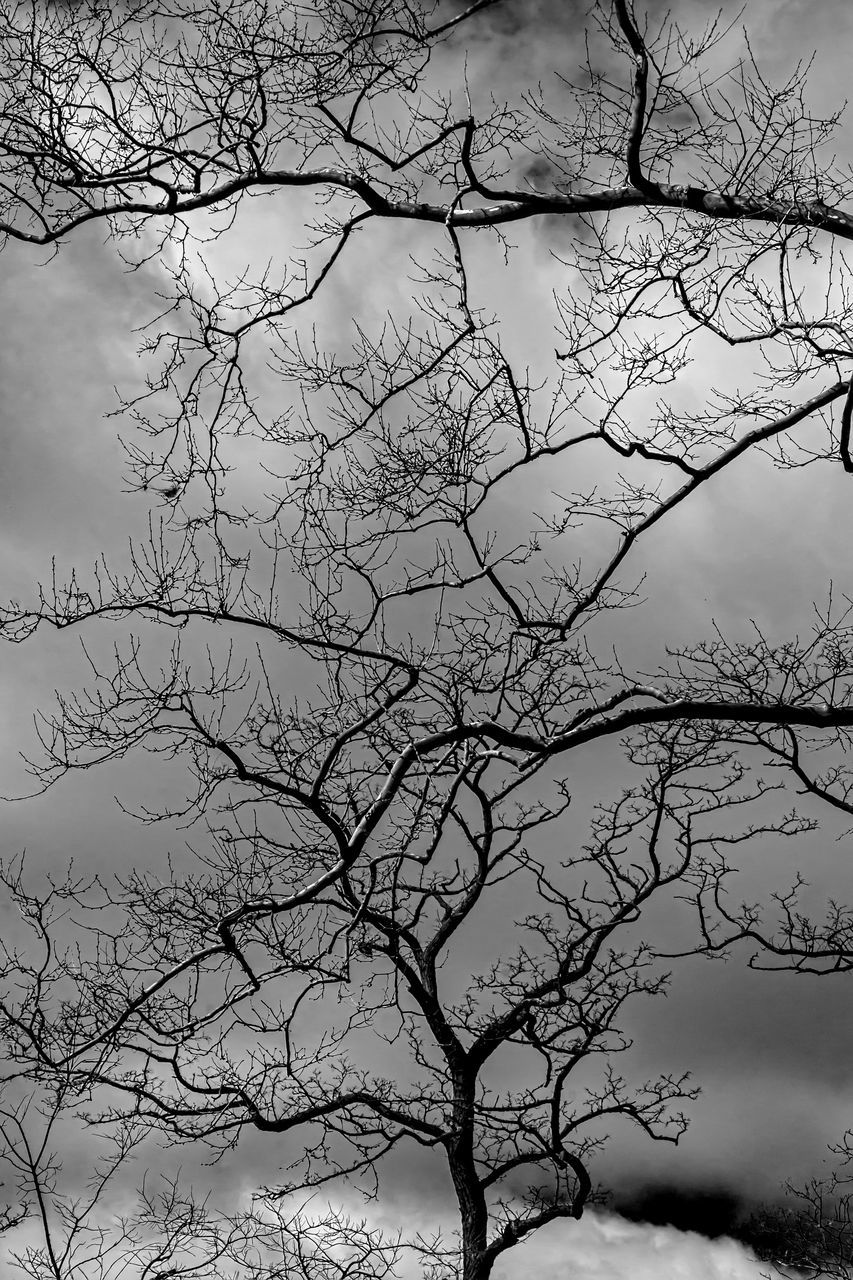 LOW ANGLE VIEW OF SILHOUETTE BARE TREES AGAINST SKY