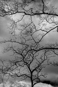 Low angle view of silhouette bare tree against sky