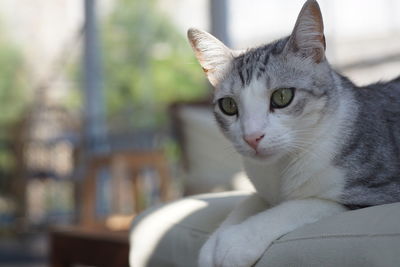 Portrait of cat relaxing outdoors