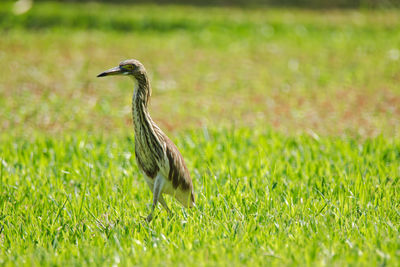 Side view of a bird on field