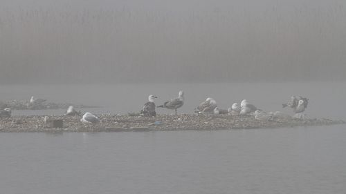 Seagulls on a lake