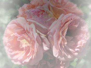 Close-up of fresh pink roses