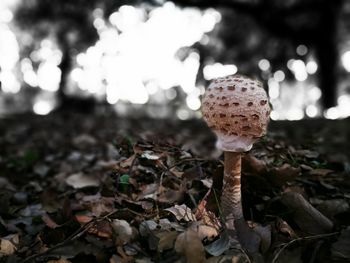 Close-up of mushroom growing outdoors