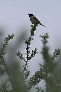 Low angle view of bird perching on tree against sky