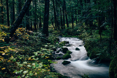 Scenic view of waterfall in forest