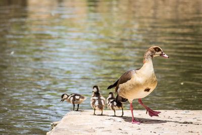 Ducks on a lake