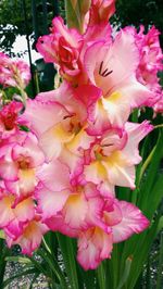 Close-up of pink flowers