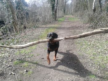 Dog in a park