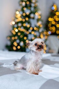 Yorkshire terrier sitting on the bed near christmas tree. cute dog in holiday atmosphere