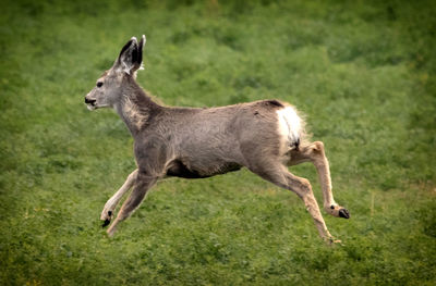 Full length of a horse running on grassy field