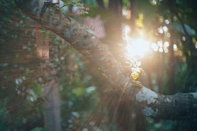 Sunlight streaming through trees in forest