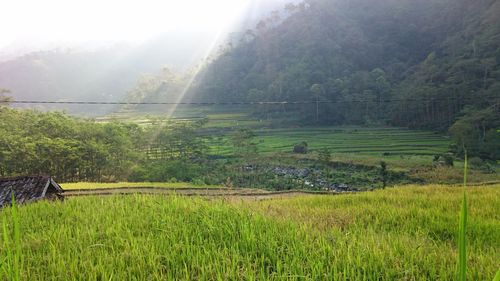 Scenic view of grassy field