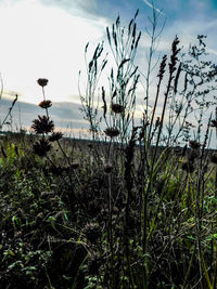 Close-up of plants against sky