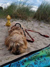 Dog relaxing on the beach