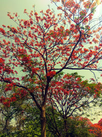 Low angle view of flowering tree against sky