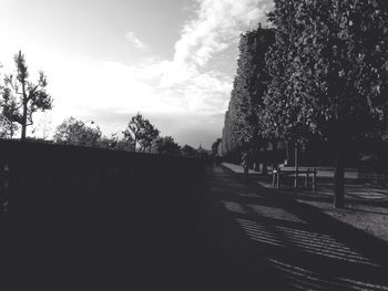 Trees along road