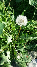 Close-up of white dandelion flower on field