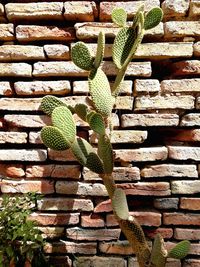 Close-up of cactus on tree