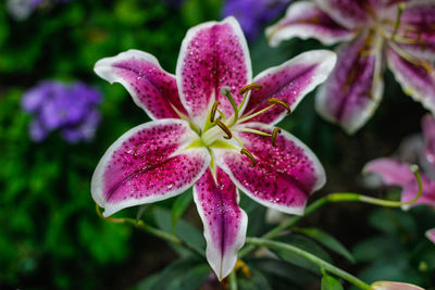 Close-up of iris blooming outdoors