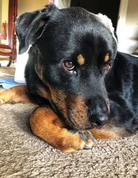 Close-up portrait of black dog relaxing at home