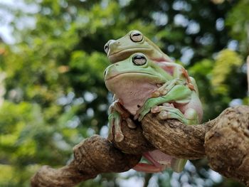 Close-up of frog on tree