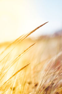 Close-up of wheat growing on field against clear sky