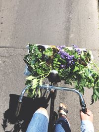 Low section of man riding bicycle with potted plants in basket on road