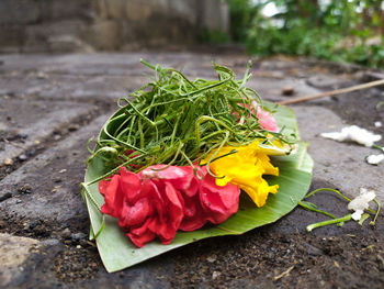 Close-up of rose plant