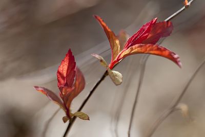 Close-up of flower against blurred background