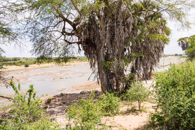 Trees on beach against sky
