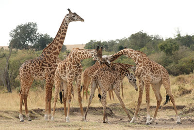 Giraffe in the wild, east africa