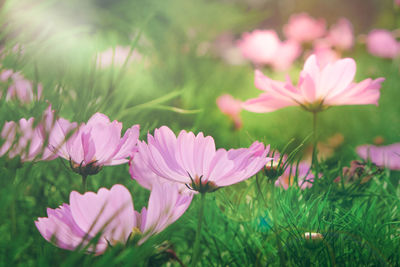 Close-up of pink cosmos flowers on field