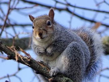 Close-up of squirrel on tree