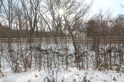 Bare trees by lake during winter