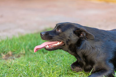 Dog looking away on field