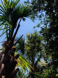 Low angle view of coconut palm tree against sky