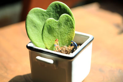 Close-up of potted plant  with the love