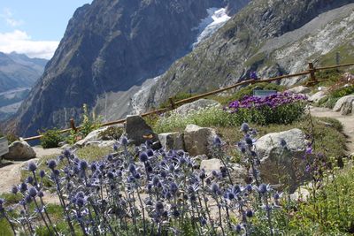 Flowering plants on rocks against mountains