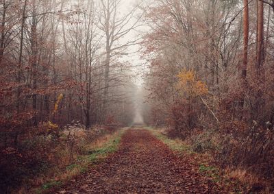 Dirt road amidst trees in forest during autumn