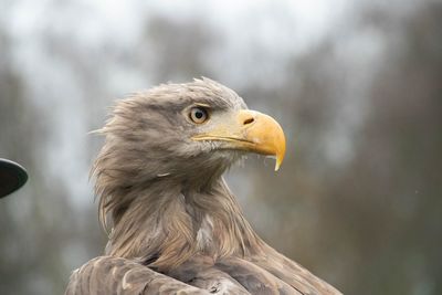 Close-up of eagle against blurred background