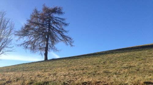 Tree on field against clear blue sky