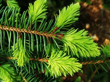 Close-up of pine tree