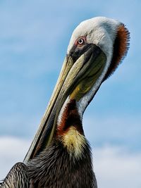 Close-up of pelican preening against sky