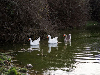Birds swimming in lake