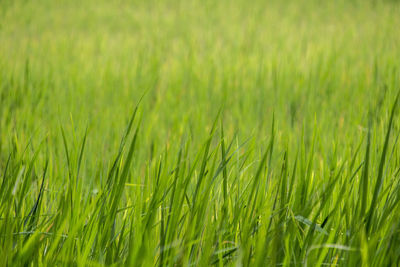 Full frame shot of fresh green field