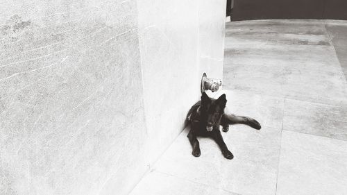 High angle view of dog on floor