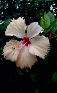 Close-up of white flower