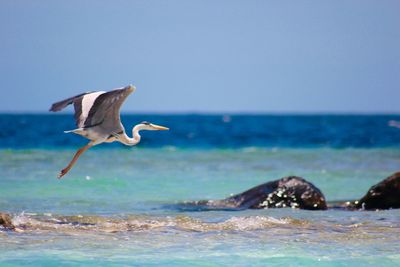 Grey heron flying over sea against sky