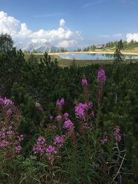 Purple flowering plants on field against sky